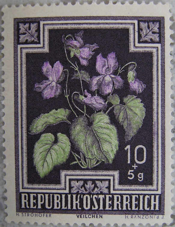 1948_01 Veilchenp.jpg