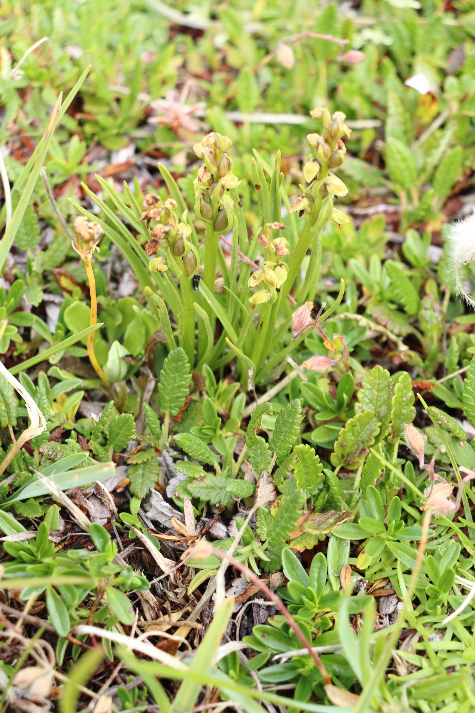 Chamorchis alpina 1-min.JPG