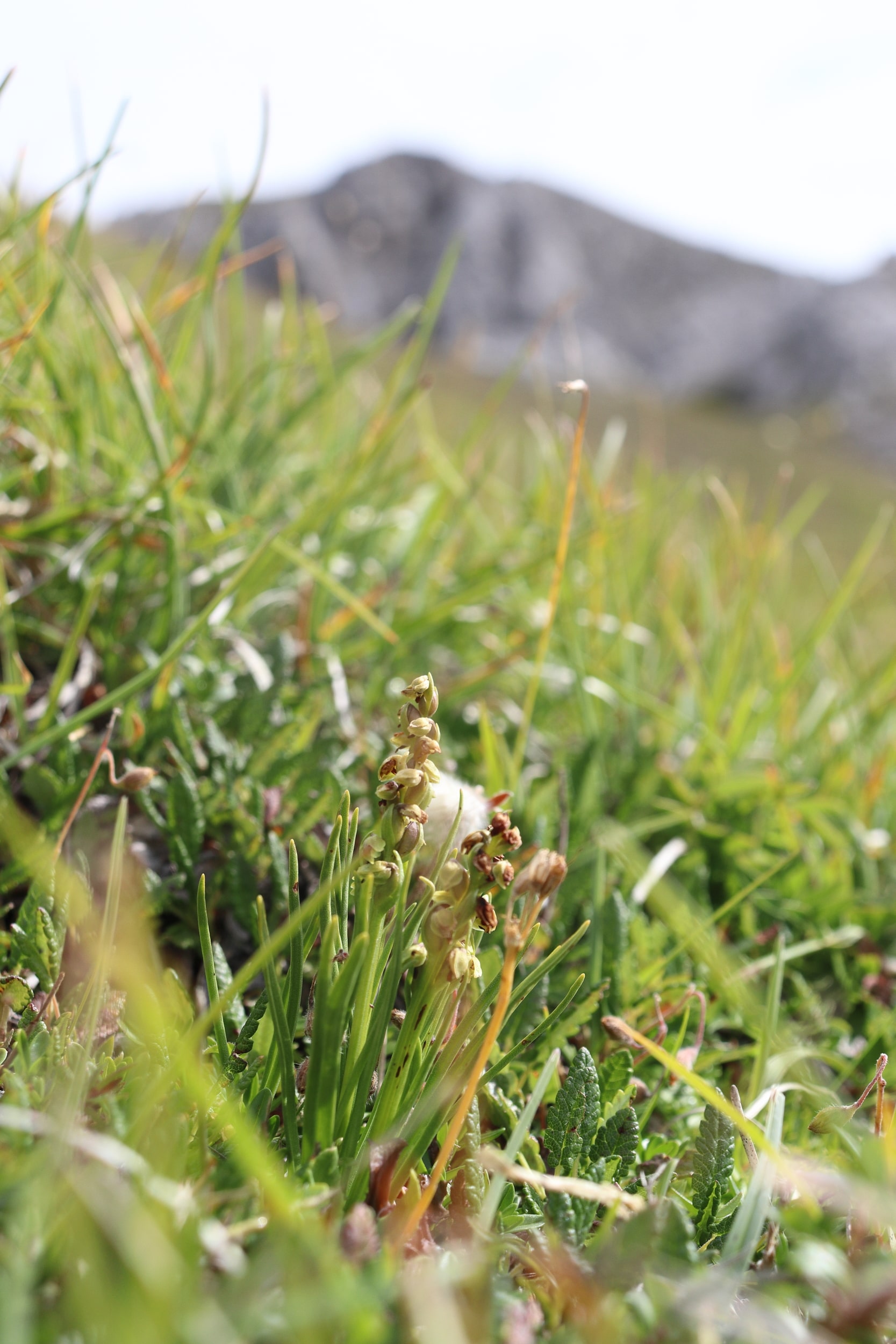 Chamorchis alpina 3-min.JPG