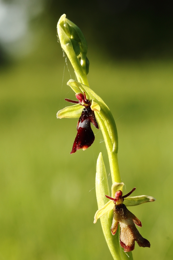 Fliegen-Ragwurz_Ophrys_insectifera_11a.jpg