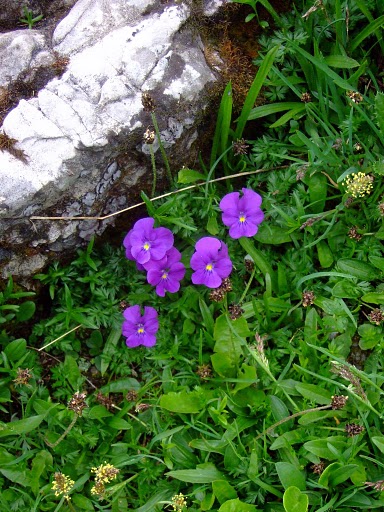 Alpenveilchen.jpg