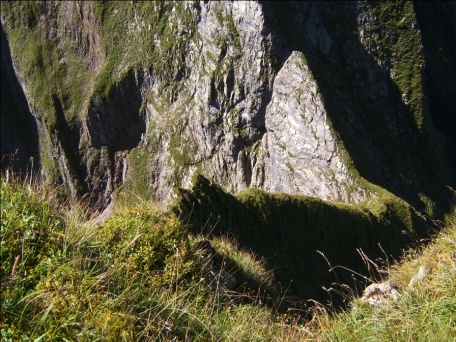 Gams auf dem Westgrat der Kleinen Hoefats02.jpg