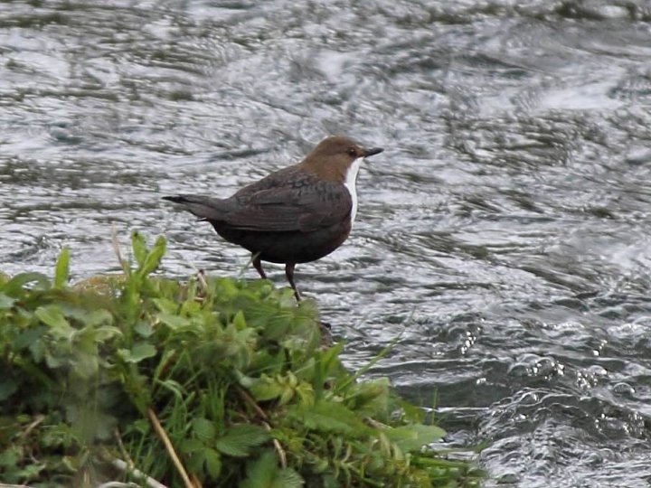 Wasseramsel_Singold.jpg