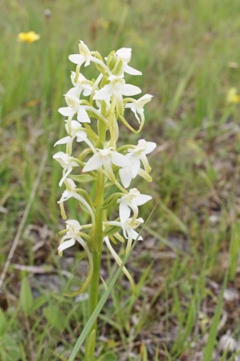 Gruenliche_Waldhyazinthe_neu.JPG