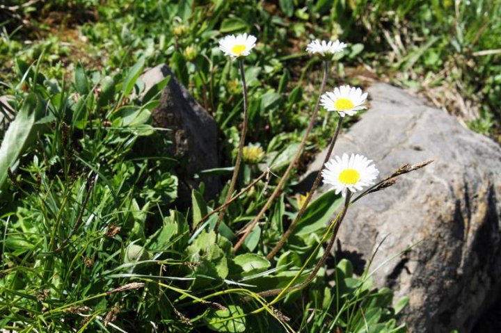 Alpenmassliebchen_2.JPG