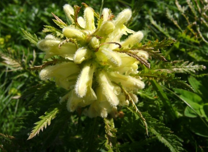 Reichblaettriges Laeusekraut Pedicularis foliosa01paint.jpg