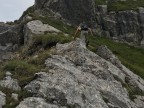 Gamsfuß, Älpelekopf, Heiterberg, Weißer Schrofen, Höferspitze