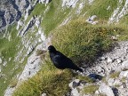 Weitalpspitze, Hochplatte, Krähe und Hochblasse