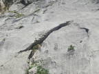 Spullerplatten