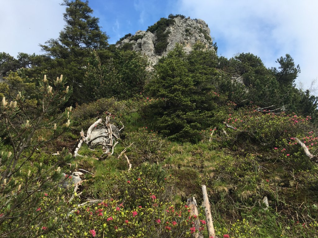 Baumgartenkopf, Schwarzenkopf und Jaufen