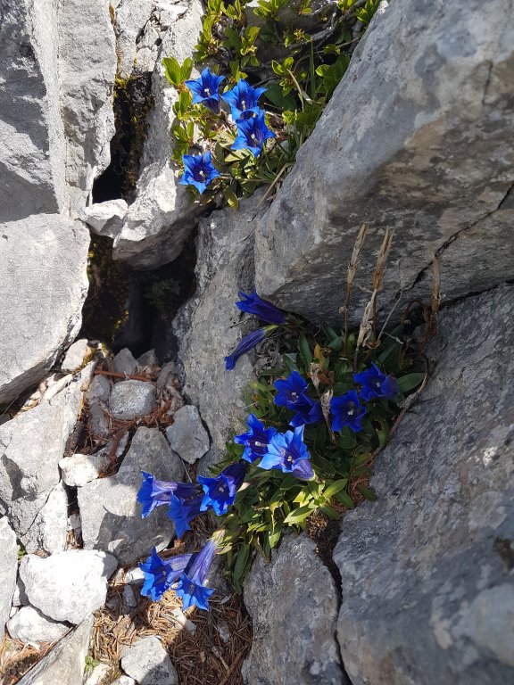 Freggelstein, Grünten, Stuhlwand