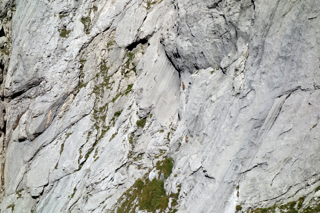 Freispitze, Rotspitze, Rotplatte