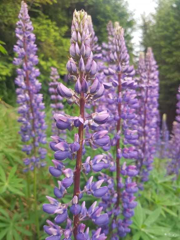 Muttkopf, Dünserhorn, Kopes und Rappenköpfle