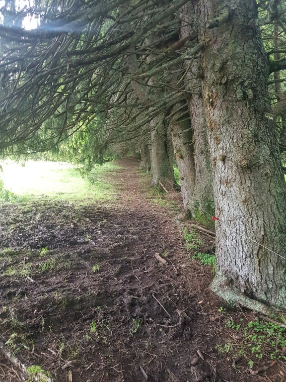 Muttkopf, Dünserhorn, Kopes und Rappenköpfle