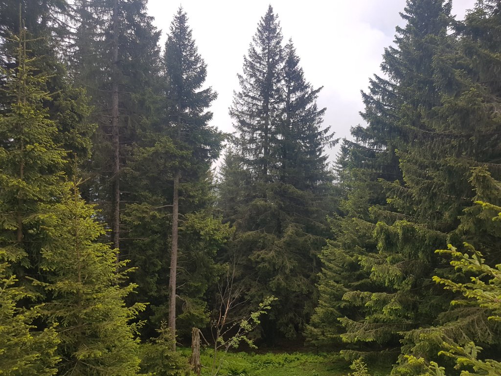 Muttkopf, Dünserhorn, Kopes und Rappenköpfle