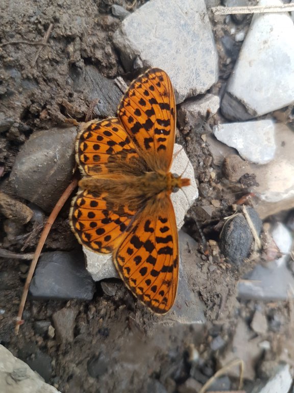 Muttkopf, Dünserhorn, Kopes und Rappenköpfle